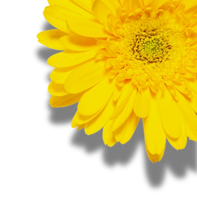 Sun flower