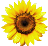Sun flower