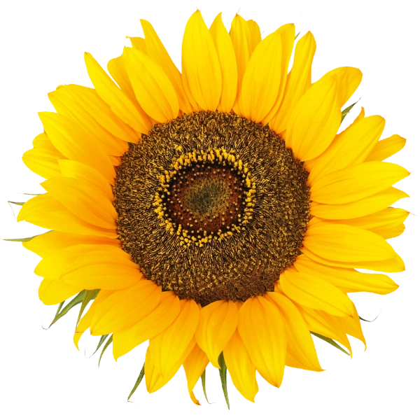 Sun flower