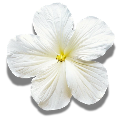 White flower